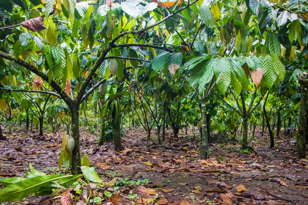 cocoa_farm_AdobeStock_197322978